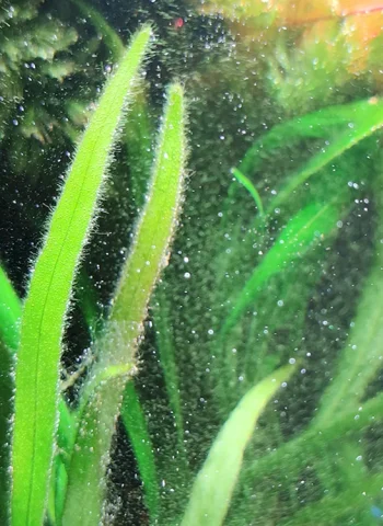 Аквариум водоросли нитчатка