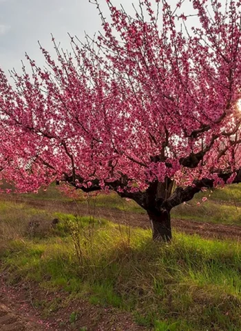 Бахчисарайский персиковый сад