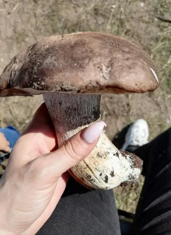 Белые грибы в Саратовской области