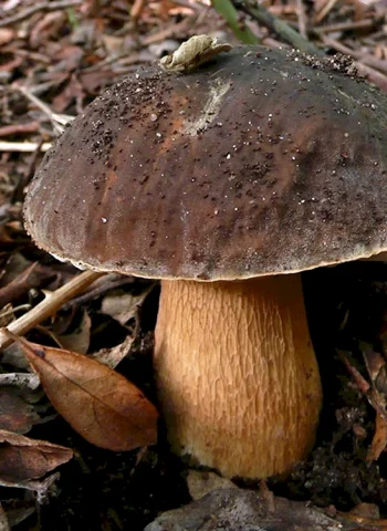 Белый гриб бронзовый Boletus aereus