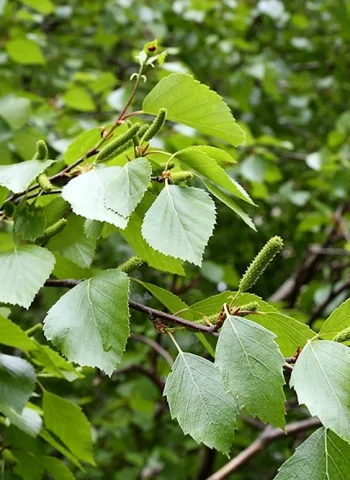 Береза пушистая Betula pubescens