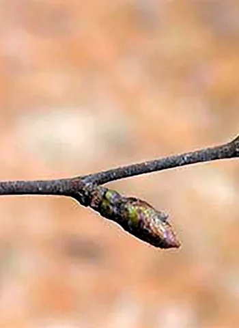 Betula japonica почки