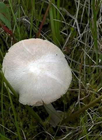 Болотные грибы