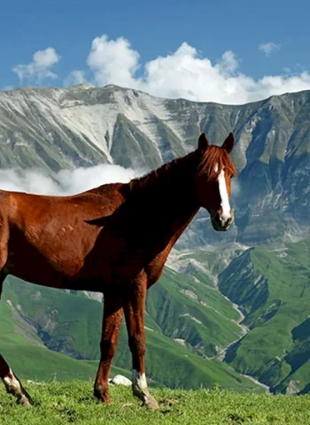 Дагестанские горные породы лошадей