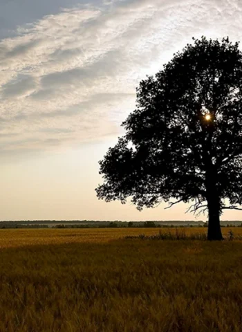 Дерево в поле Александровка