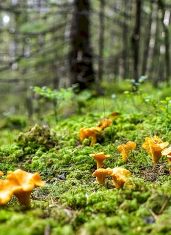 Фото лисички грибы в лесу