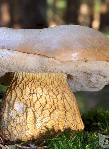 Горчак ложный белый гриб