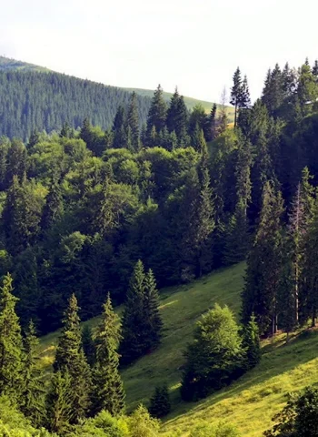Карпатский лес Украина
