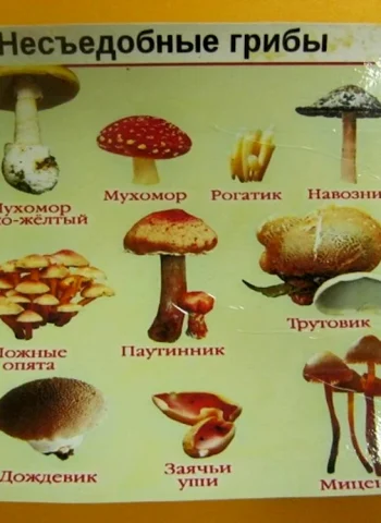Карточки грибов с названиями съедобные и несъедобные