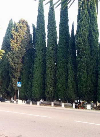 Кипарис дерево Абхазия