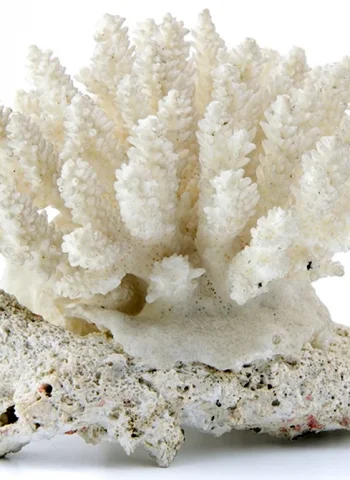 Коралл минерал белый