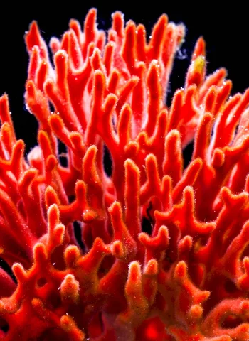 Коралловые полипы красный коралл
