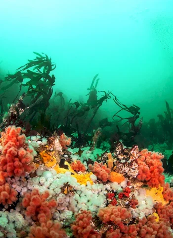 Коралловый риф Цусима