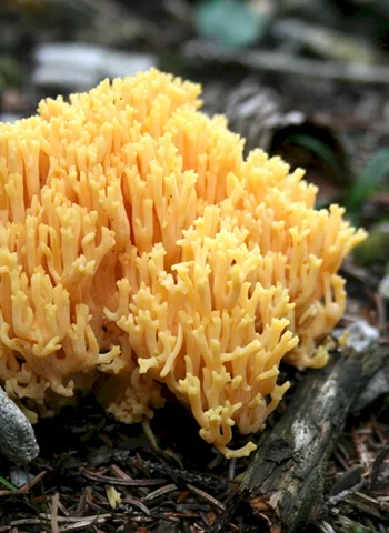 Коралловый Рогатик гриб