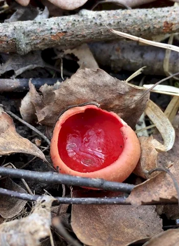 Красные весенние грибы