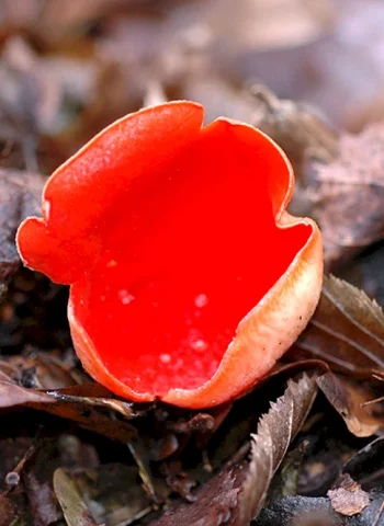 Красный гриб Страдивари