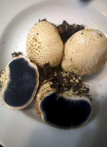 Круглый гриб черный внутри
