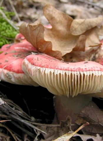 Крымские грибы сыроежки
