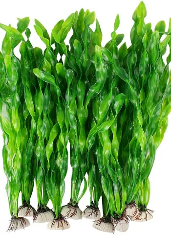 Ламинария аквариумное растение