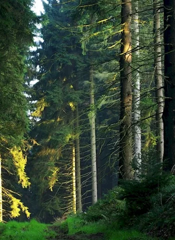 Латвия хвойный лес