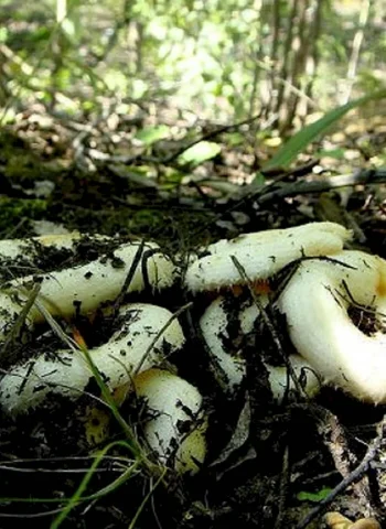 Лесные грибы грузди
