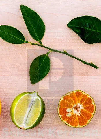 Листья лимона и апельсина разница