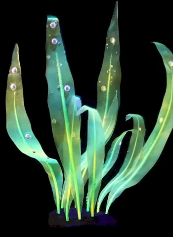 Люминесцентные водоросли