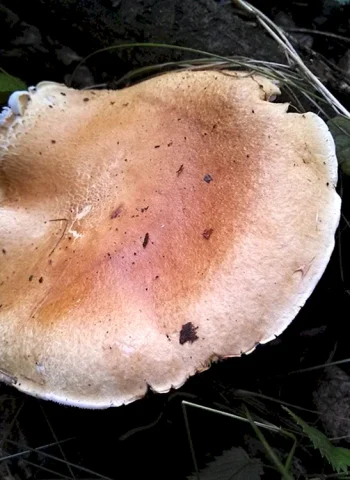 Млечный пластинчатый коричневый гриб