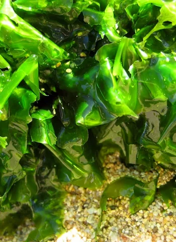 Морская капуста это водоросли нори