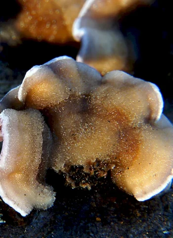 Морские грибы съедобные