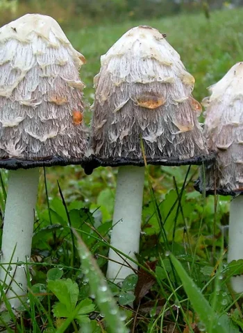 Навозник обыкновенный гриб