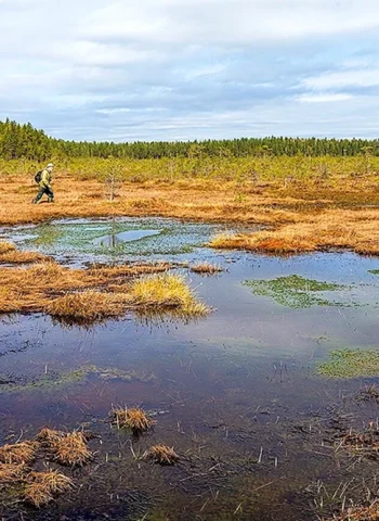 Низинные болота Беларуси