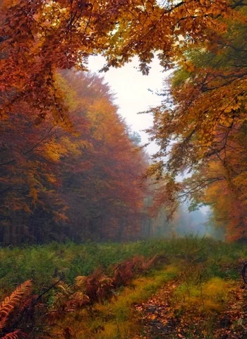 Осень дождь лес