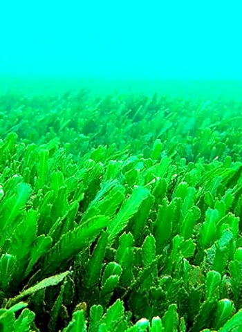 Перидиниевые водоросли
