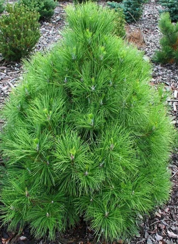 Pinus nigra Nana