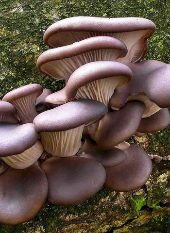 Pleurotus ostreatus гриб