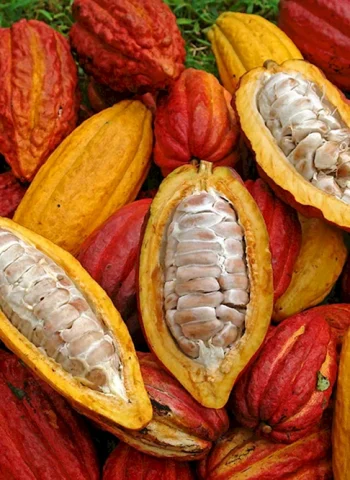 Плоды какао дерева