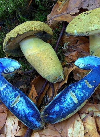 Поддубовик гриб синеющий