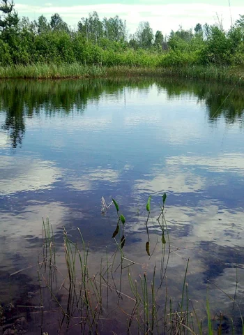 Порзоловское болото