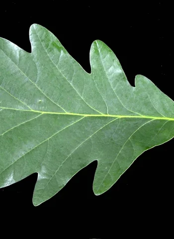 Quercus Robur лист