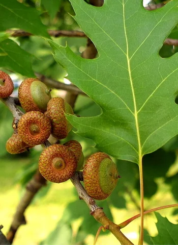 Quercus rubra желуди