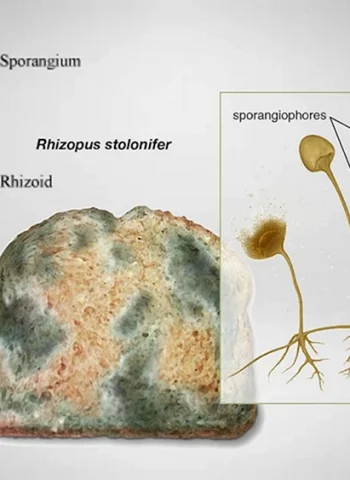 Rhizopus stolonifer систематика