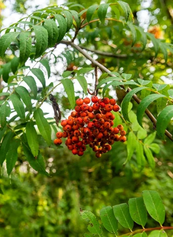 Рябина Амурская Sorbus amurensis Koehne