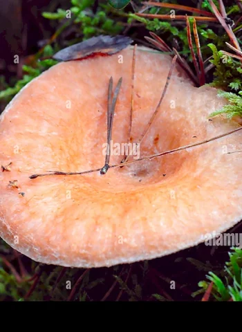 Сибирские съедобные грибы