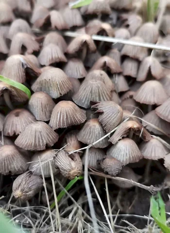 Съедобные грибы Чувашии