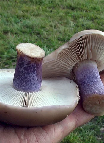 Синеножка гриб фото