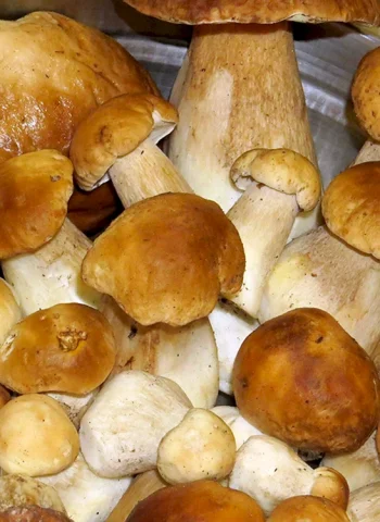 Сорт грибов