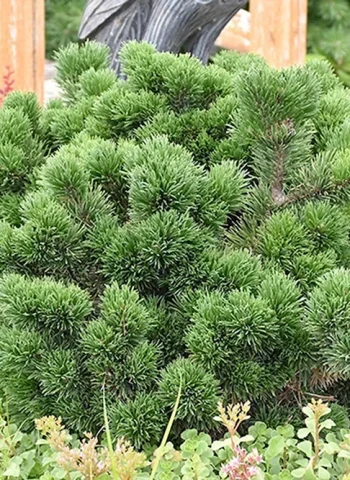 Сосна Горная Якобсен Pinus mugo Jakobsen
