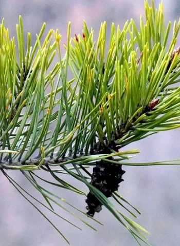 Сосна меловая Pinus Sylvestris
