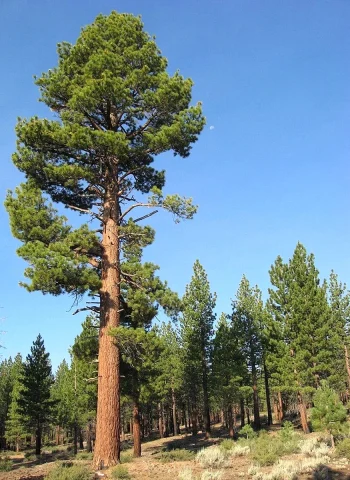 Сосна обыкновенная Pinus Sylvestris l